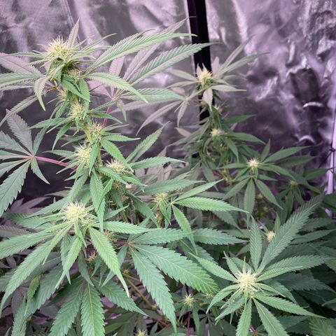 The One growlog timeline photo