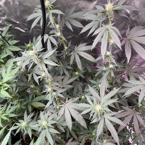 JMO growlog timeline photo
