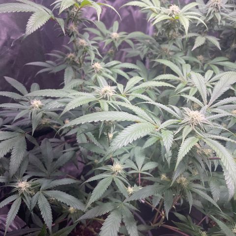 Pink runtz growlog timeline photo