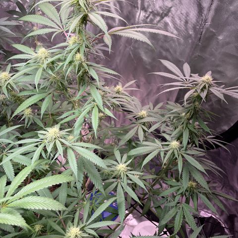 The One growlog timeline photo
