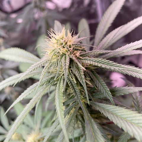 The One growlog timeline photo