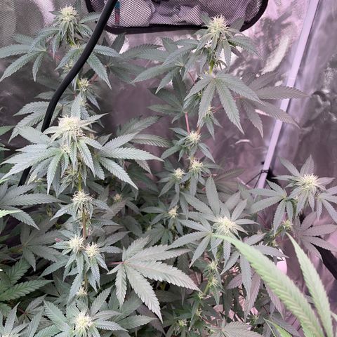 JMO growlog timeline photo