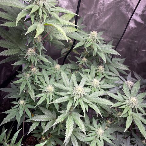 Papaya fiya  growlog timeline photo