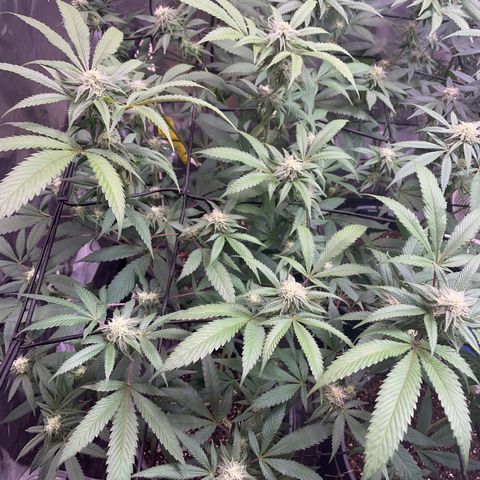 Pink runtz growlog timeline photo