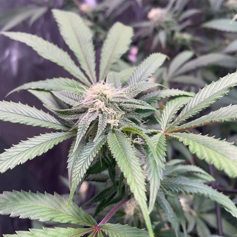 Pink runtz growlog timeline photo