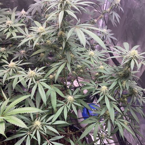 The One growlog timeline photo