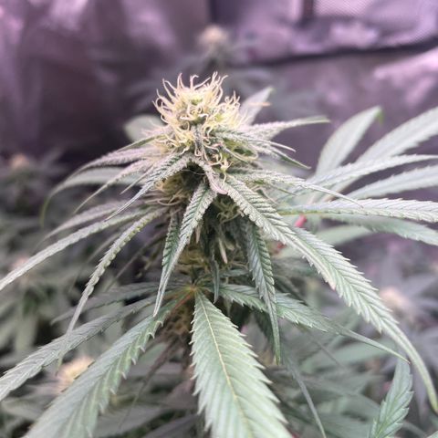 The One growlog timeline photo