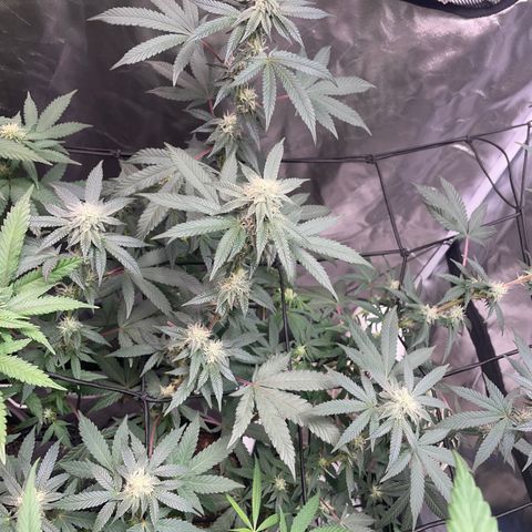 JMO growlog timeline photo