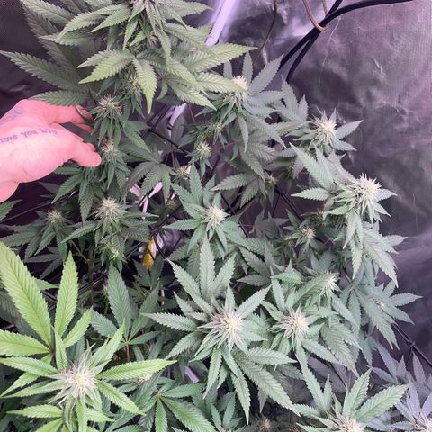 Papaya fiya  growlog timeline photo
