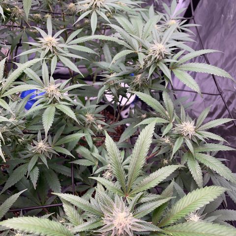 Pink runtz growlog timeline photo