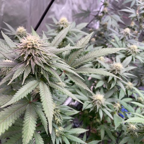 Papaya fiya  growlog timeline photo