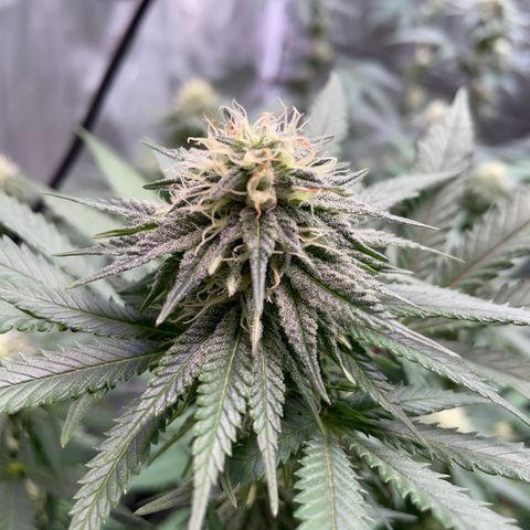 Papaya fiya  growlog timeline photo