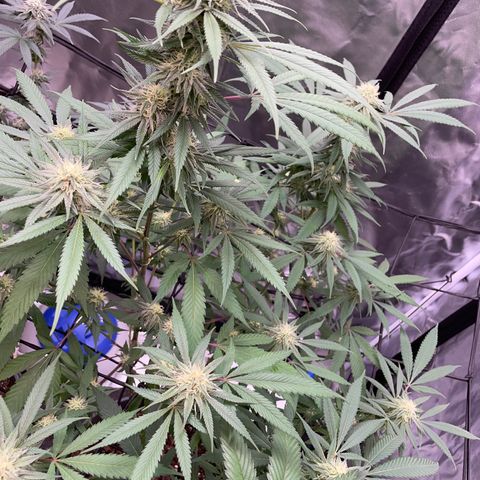 The One growlog timeline photo