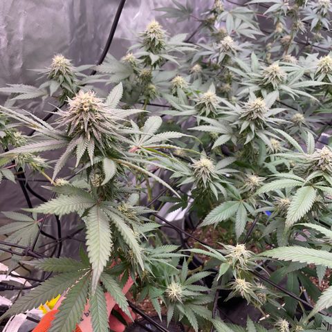 Papaya fiya  growlog timeline photo