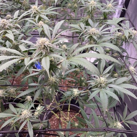 Pink runtz growlog timeline photo