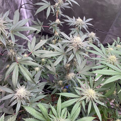 JMO growlog timeline photo