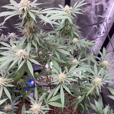 The One growlog timeline photo