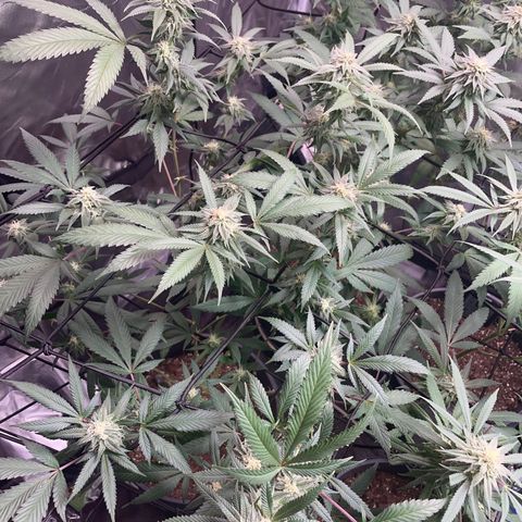 Pink runtz growlog timeline photo