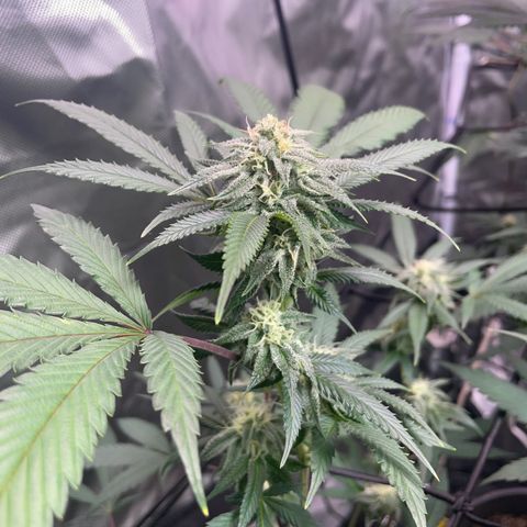 Pink runtz growlog timeline photo
