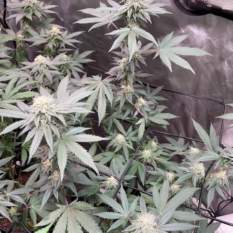 JMO growlog timeline photo