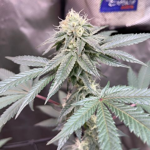 JMO growlog timeline photo