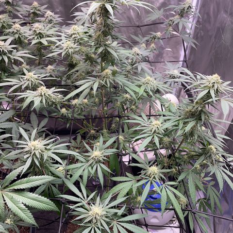 The One growlog timeline photo