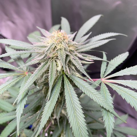 The One growlog timeline photo