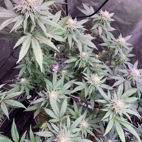 Papaya fiya  growlog timeline photo
