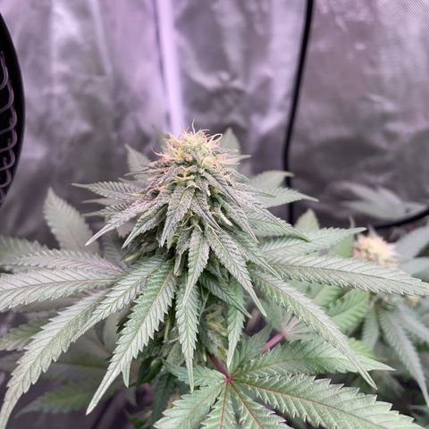 Papaya fiya  growlog timeline photo