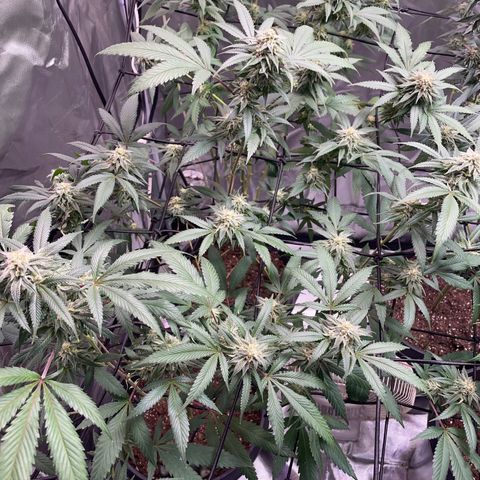 Pink runtz growlog timeline photo