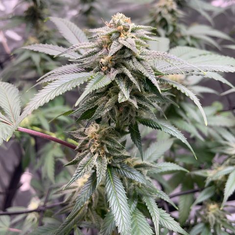 Pink runtz growlog timeline photo
