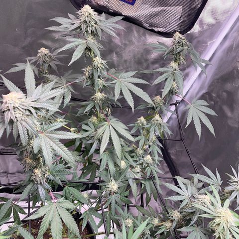 JMO growlog timeline photo