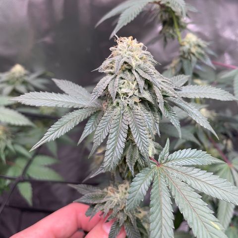 JMO growlog timeline photo