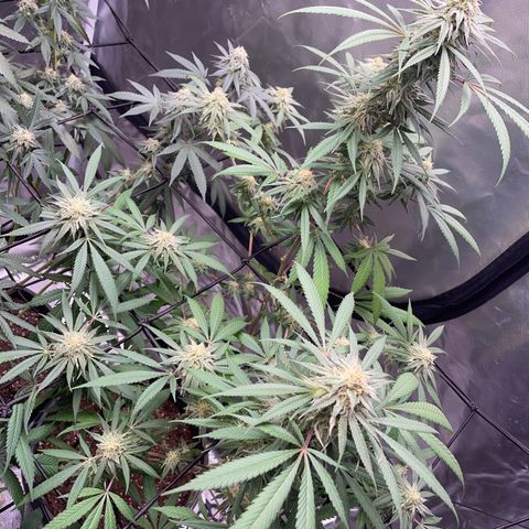 The One growlog timeline photo
