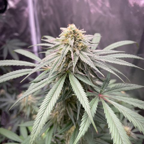 The One growlog timeline photo