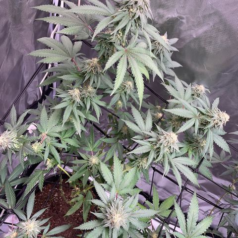 Papaya fiya  growlog timeline photo