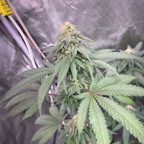 Papaya fiya  growlog timeline photo