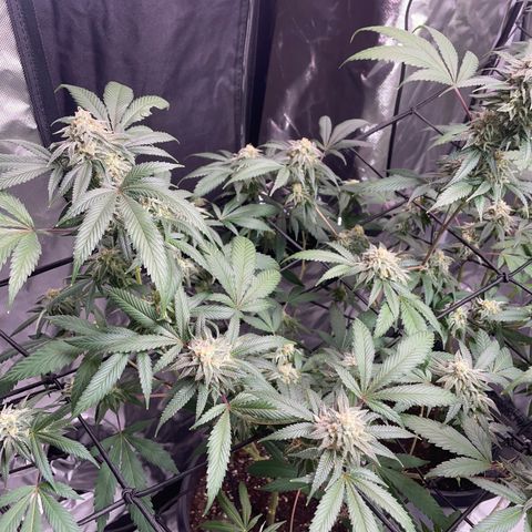 Pink runtz growlog timeline photo