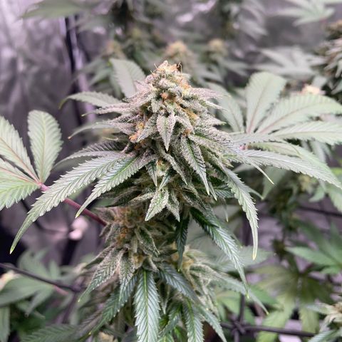 Pink runtz growlog timeline photo
