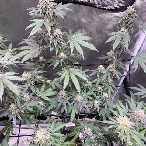JMO growlog timeline photo