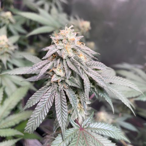 JMO growlog timeline photo