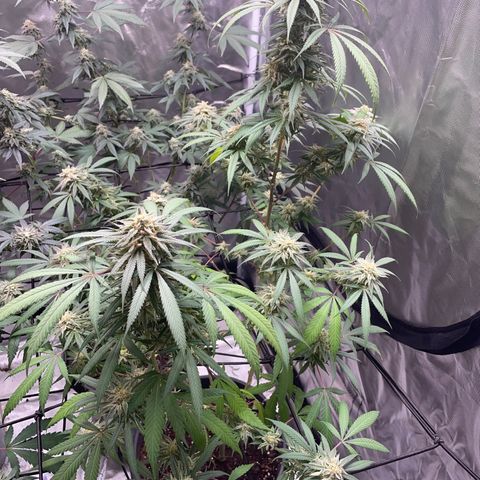 The One growlog timeline photo