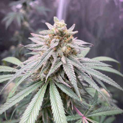 The One growlog timeline photo
