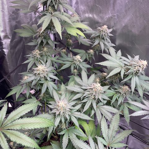 Papaya fiya  growlog timeline photo