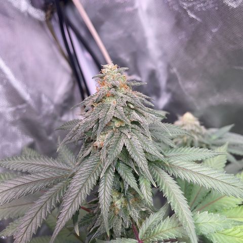 Papaya fiya  growlog timeline photo