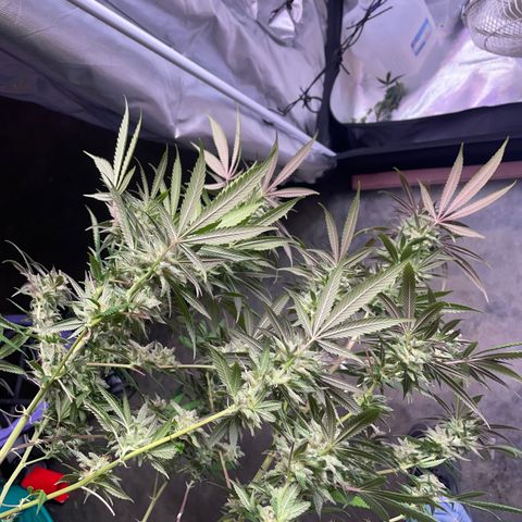 The One growlog timeline photo