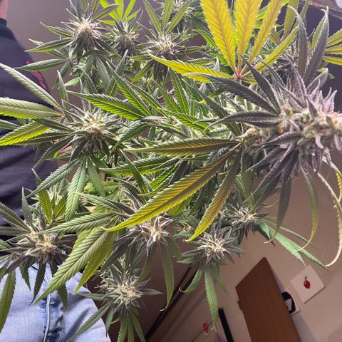 The One growlog timeline photo