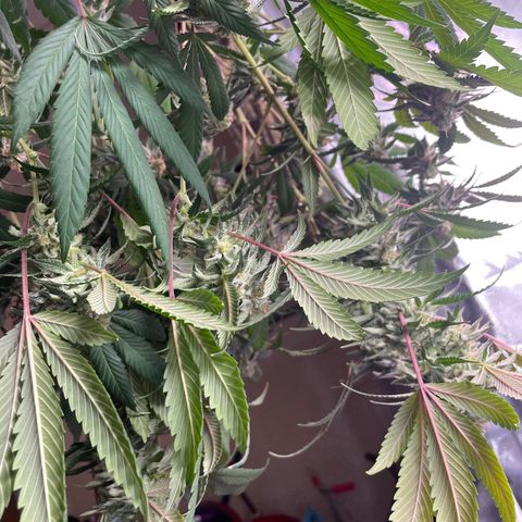 Pink runtz growlog timeline photo