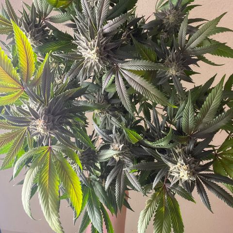 Pink runtz growlog timeline photo