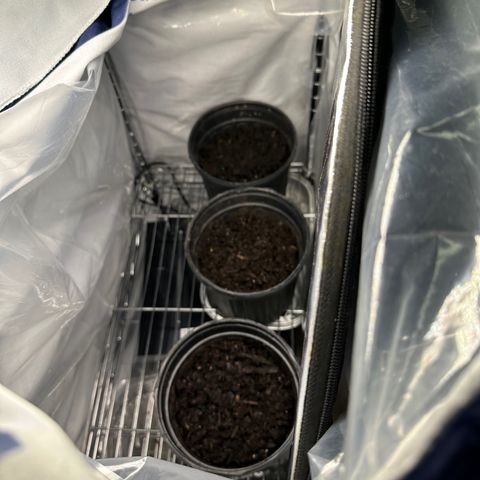 Royal Dwarf growlog timeline photo